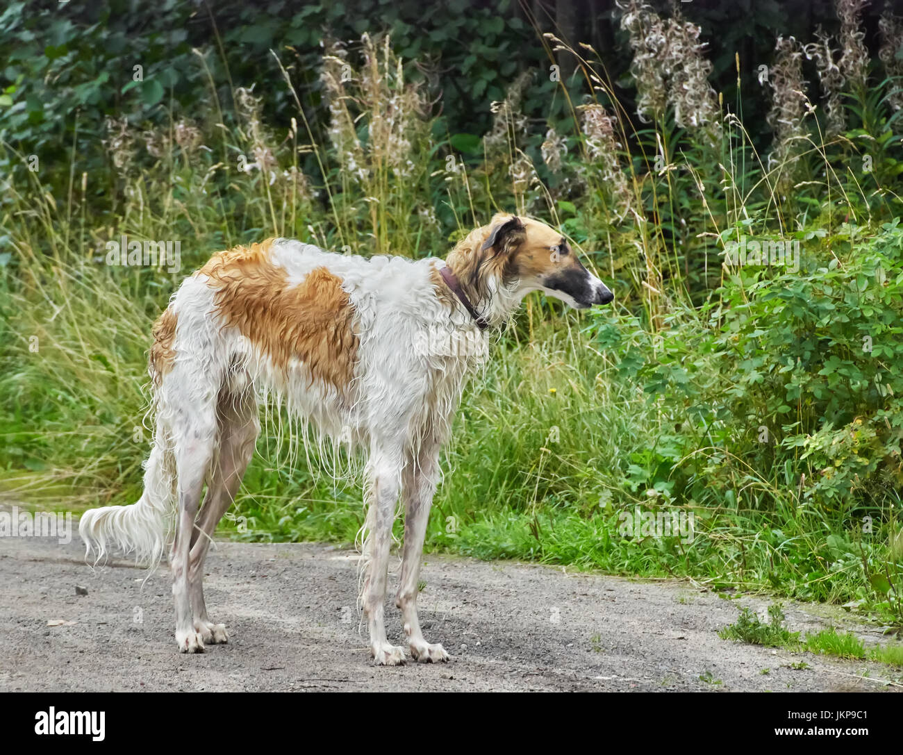 are afghan shepherds good dogs