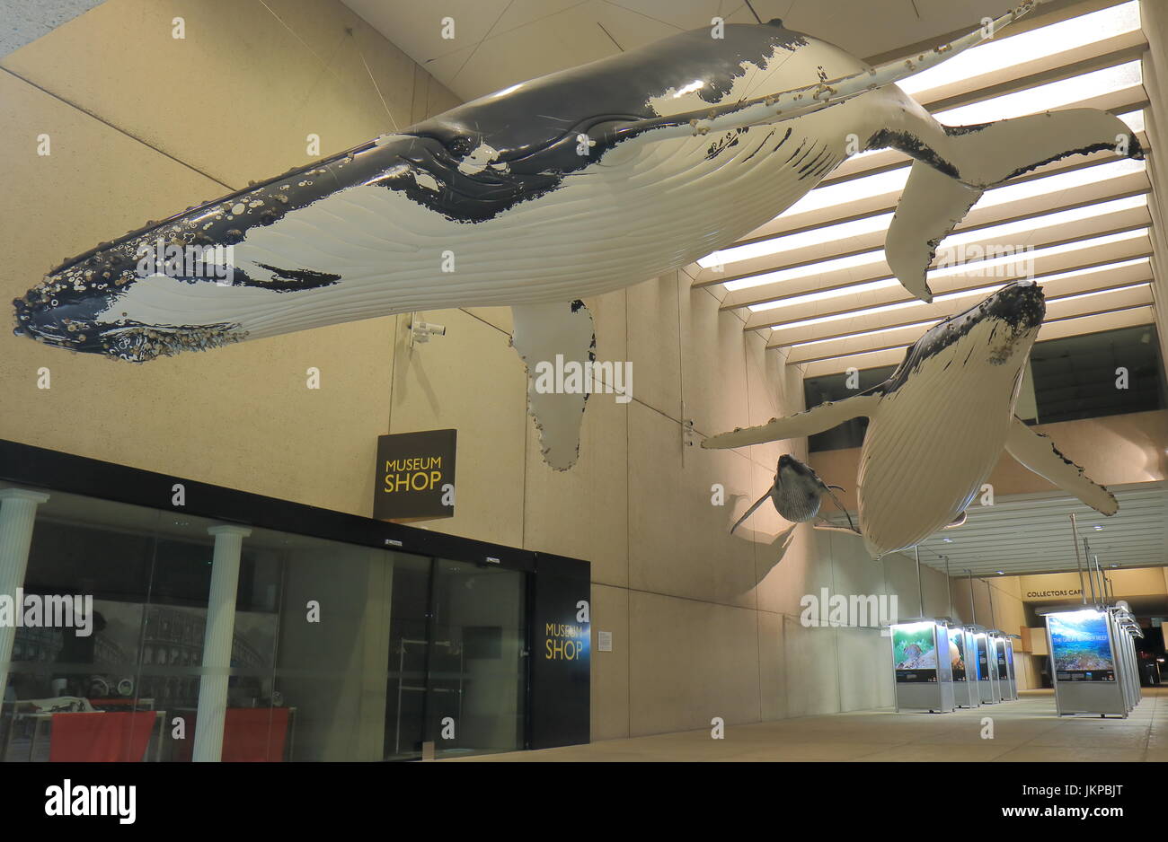 Queensland Museum and Sciencentre in Southbank Brisbane Australia Stock Photo Alamy