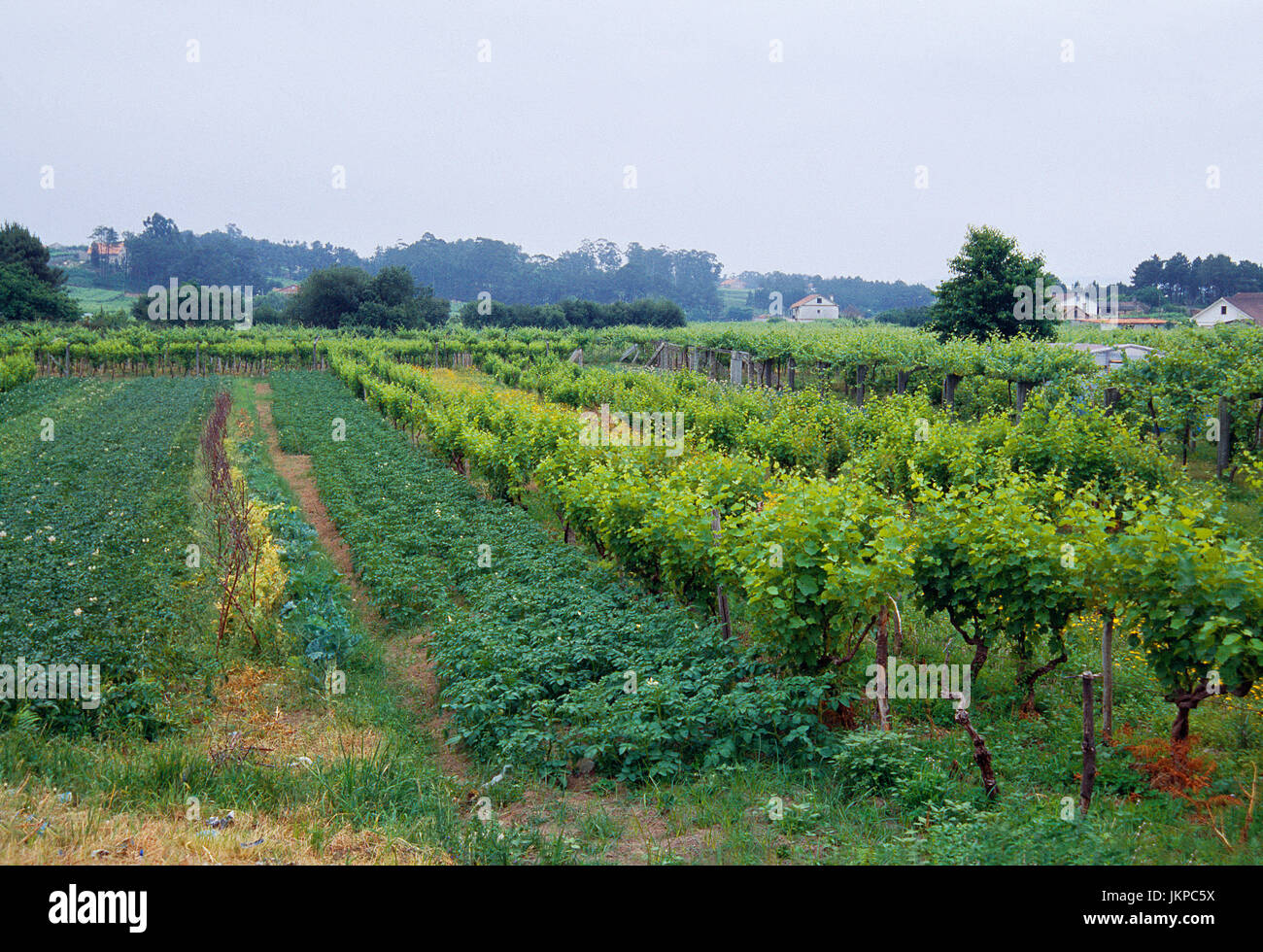 Vineyard. Cambados, Pontevedra province, Galicia, Spain. Stock Photo