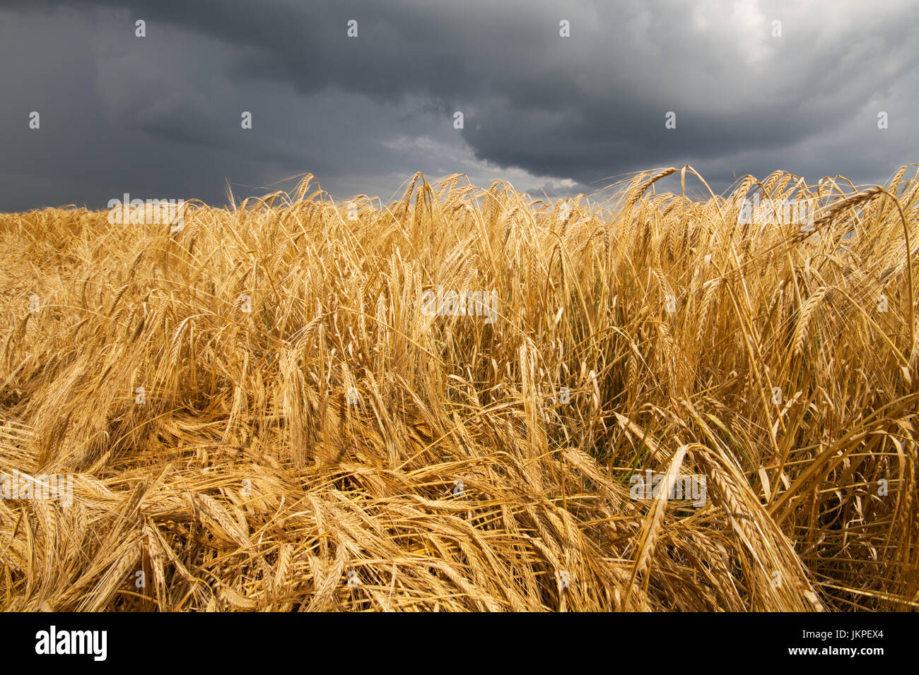 Barley crop flattened by wind and rain under a dark sky Stock Photo