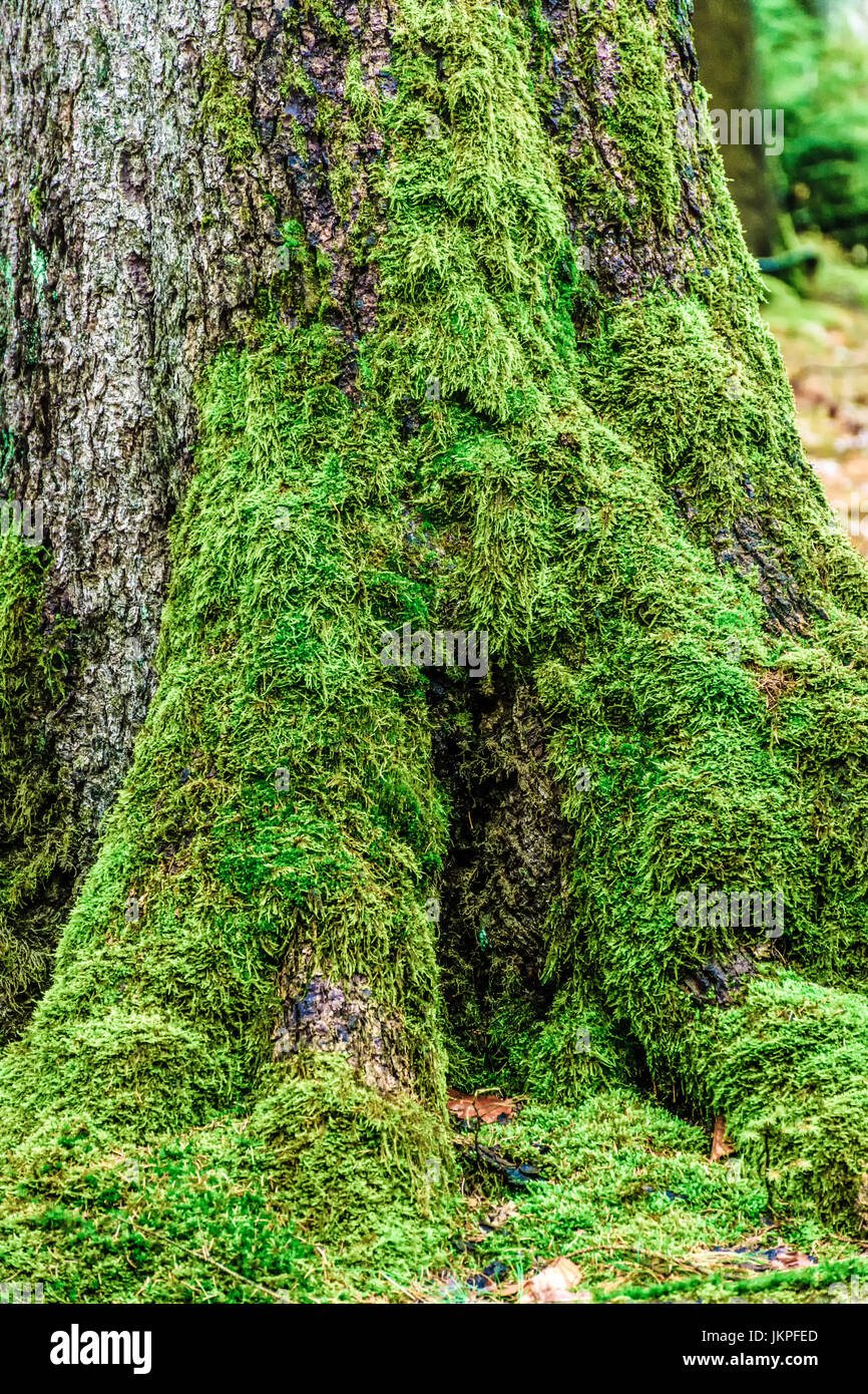 Color outdoor image of tree roots with green moss, pine needles and underwood, in a spooky mysterious scary surreal forest Stock Photo