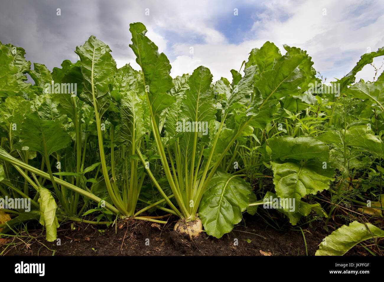 Row of sugar beet under dark clouds, seen from a low point of view Stock Photo