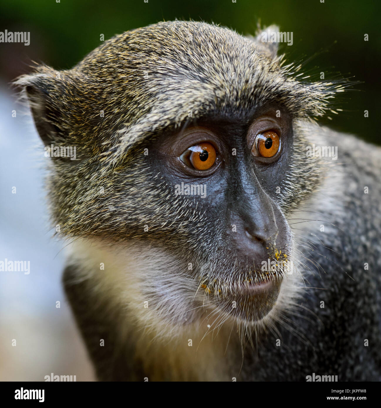 Blue Monkey - Cercopithecus mitis, Kenya Stock Photo - Alamy