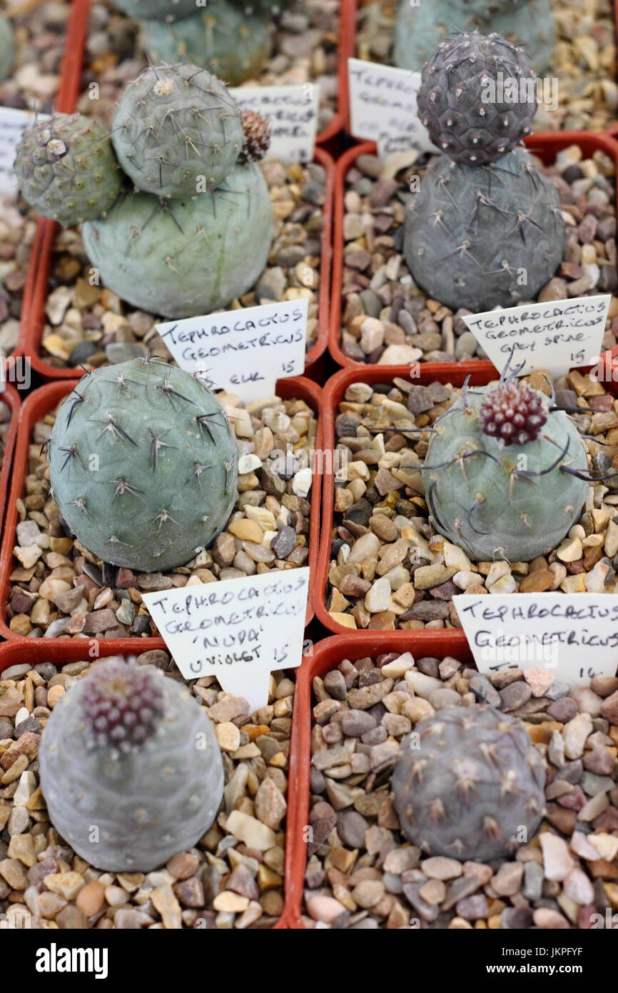 Cactus plants - a type of succulent -  on display, Sheffield, England, UK Stock Photo