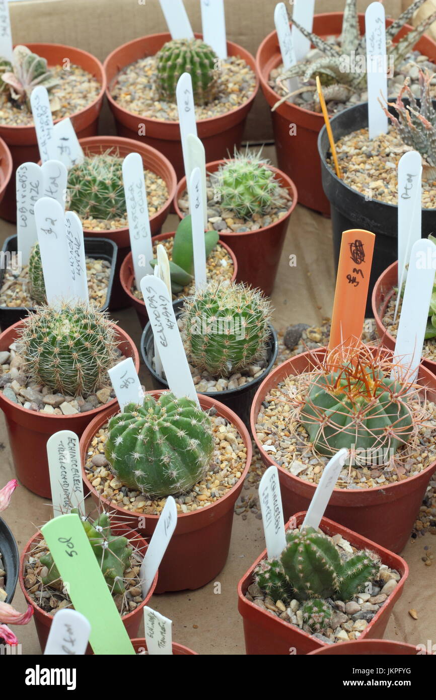 Popular varieties of cactus plants - a type of succulent - on sale  at a cactus show Stock Photo