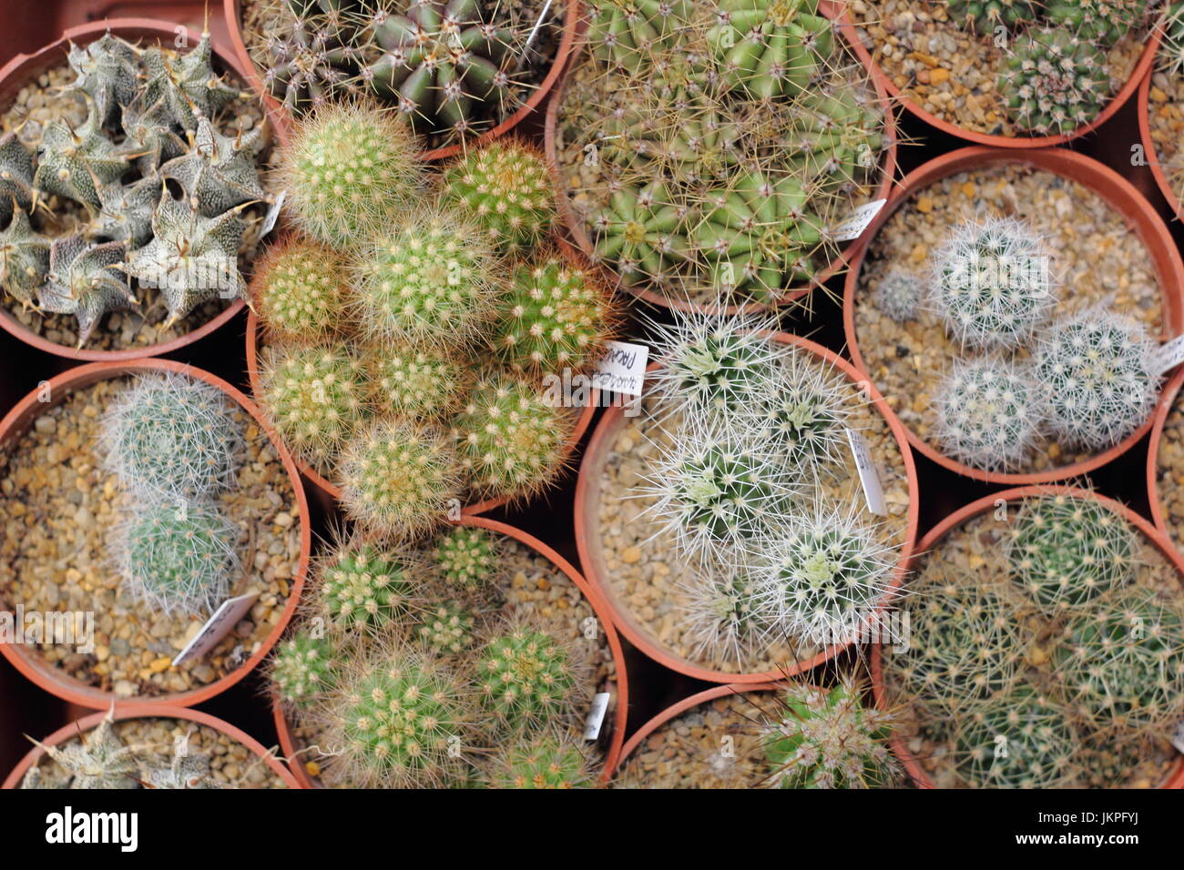 Cactus (a type of succulent) houseplants on display, Sheffield, England, UK Stock Photo
