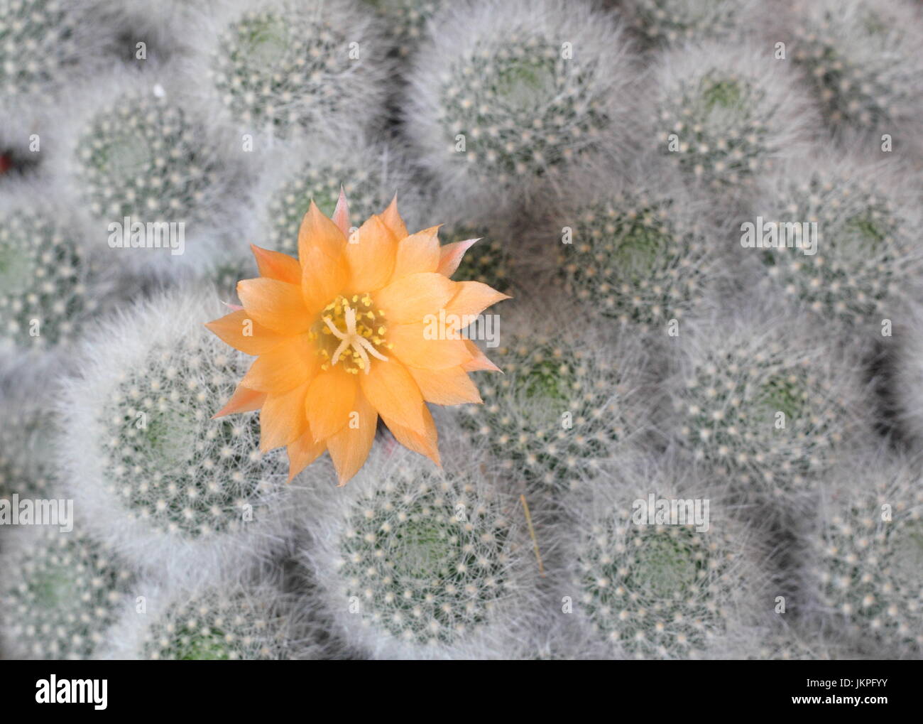 Rebutia hybrid 'Apricot Ice', houseplant cactus flowering in June, UK Stock Photo