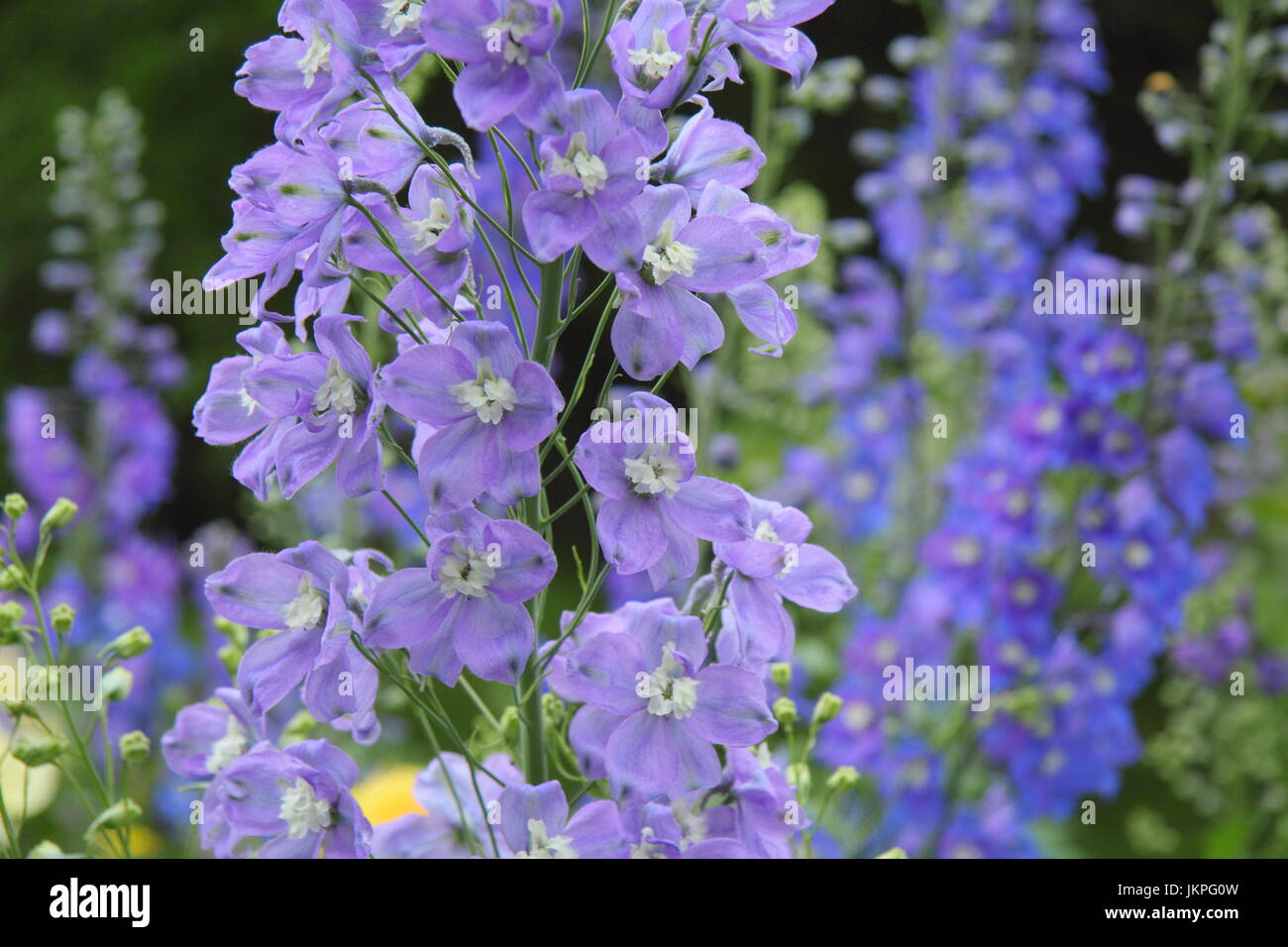 RHS Award of Garden Merit lilac blue delphiniums in full bloom in the herbaceous border of an English garden in summer (June) Stock Photo