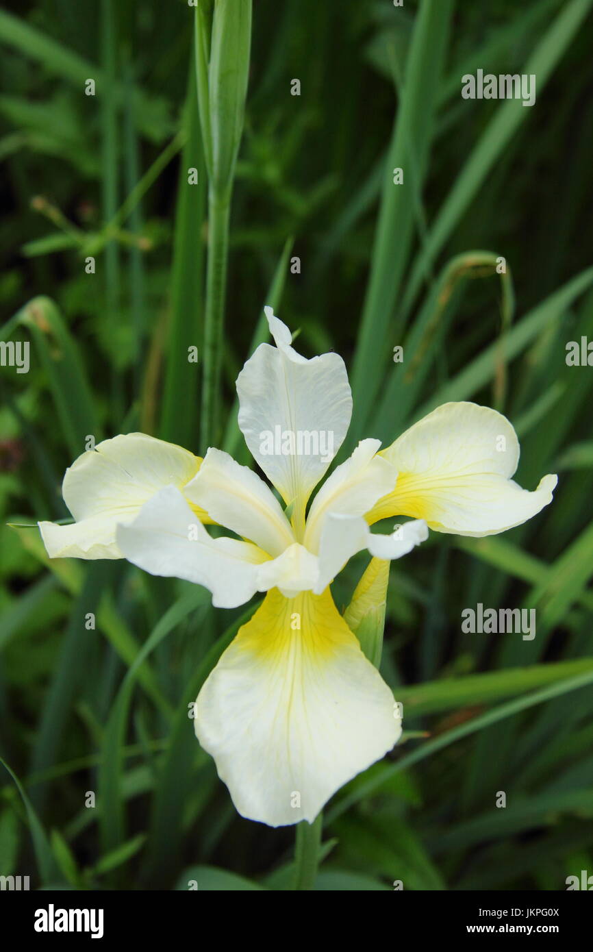 Iris sibirica 'DREAMING YELLOW' Siberian Iris, or Siberian Flag, flowering in a garden border in summer (June) Stock Photo
