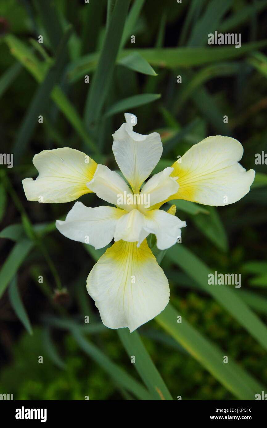 Iris sibirica 'Dreaming Yellow' Siberian Iris, or Siberian Flag, flowering in a garden border in summer (June) Stock Photo