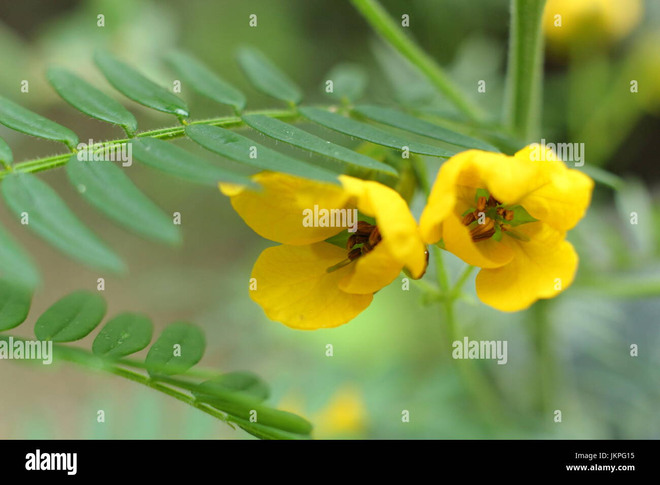 Senna plant (senna caesalpiniaceae) in fulll bloom in a Mediterranean garden Stock Photo
