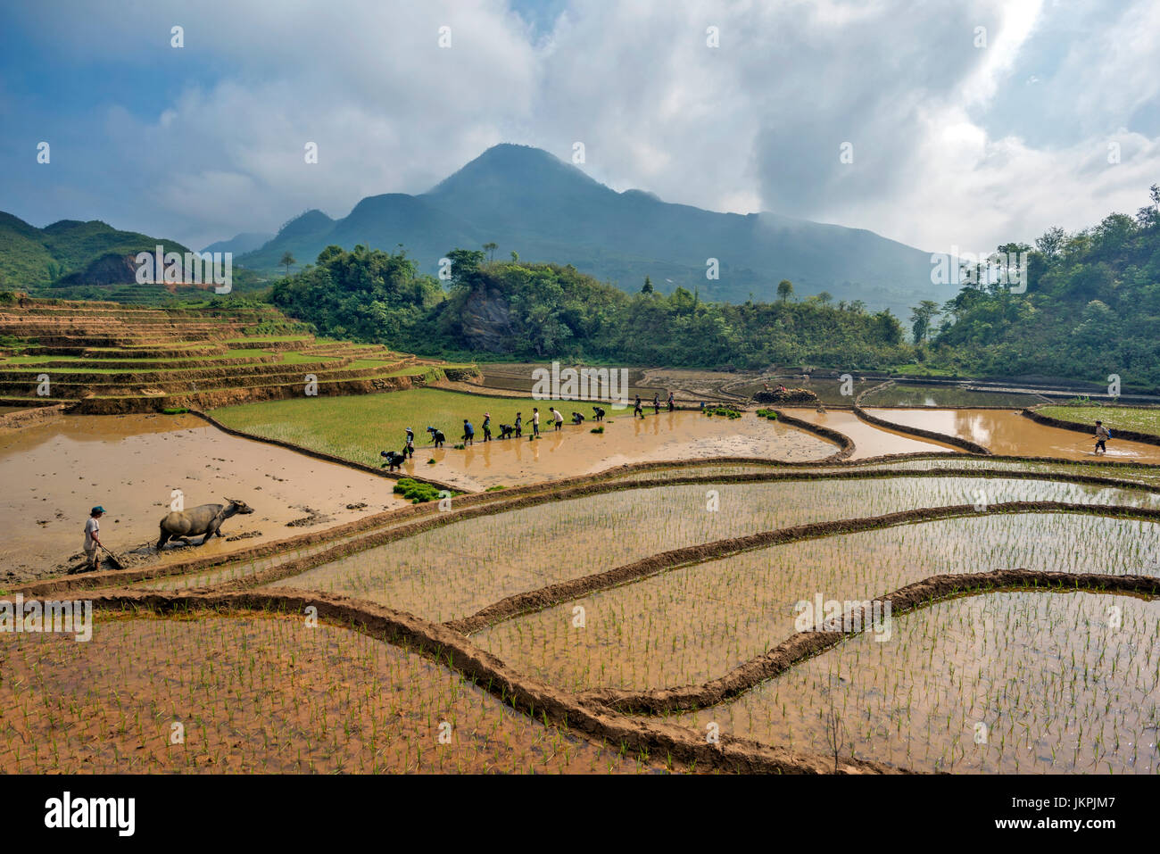 Scenic view of Rice paddies near Sapa, northern Vietnam. Stock Photo