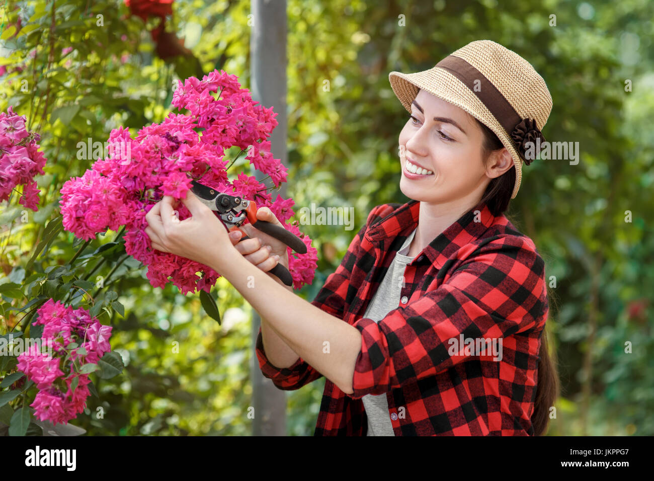 gardener trimming rose bush Stock Photo