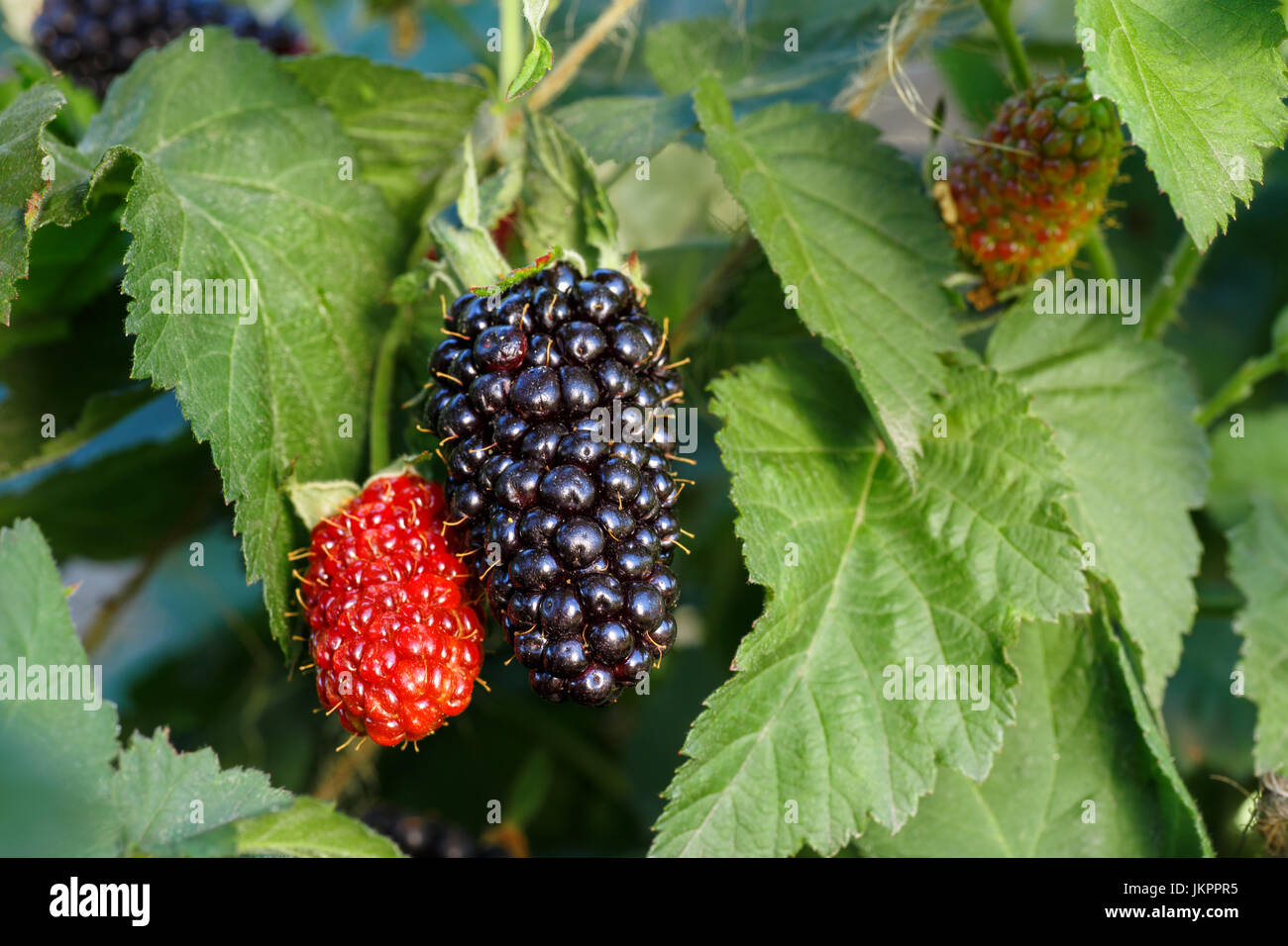 blackberries on the bush Stock Photo Alamy