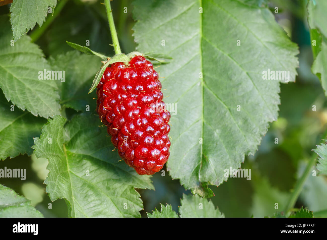 unripe blackberry on the bush Stock Photo