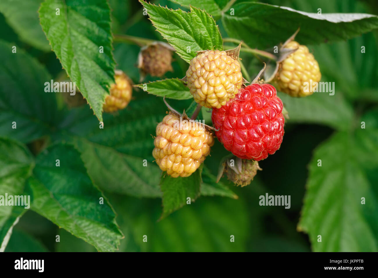 raspberries on the bush Stock Photo
