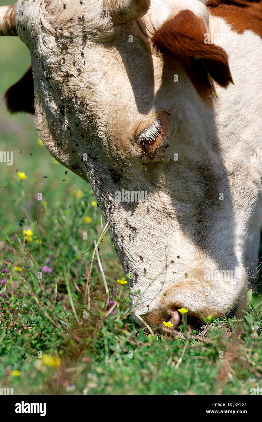 Cow grazing on pasture in Lonjsko polje, Croatia Stock Photo