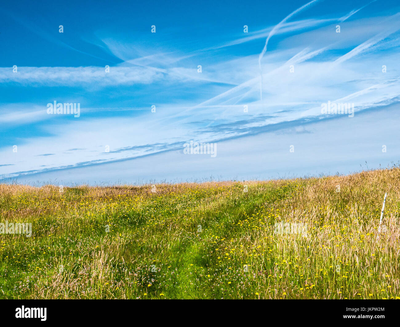 A track through a summer meadow on a sunny day in Wiltshire. Stock Photo