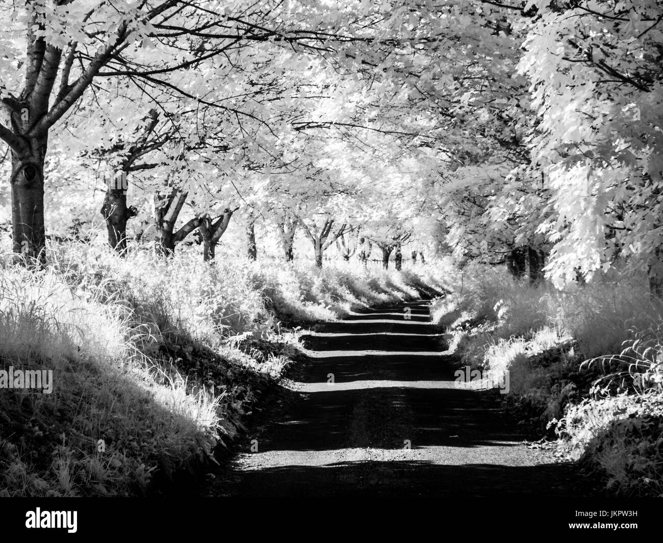 An country lane shot in infrared. Stock Photo