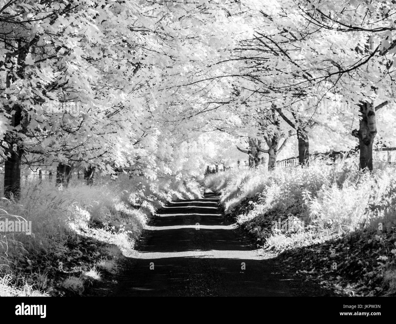 An infrared photograph of a country lane in summer in Wiltshire. Stock Photo