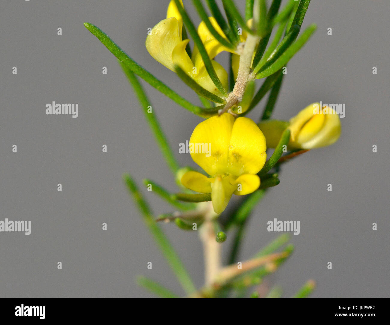 Cape gorse in Natures Valley Stock Photo