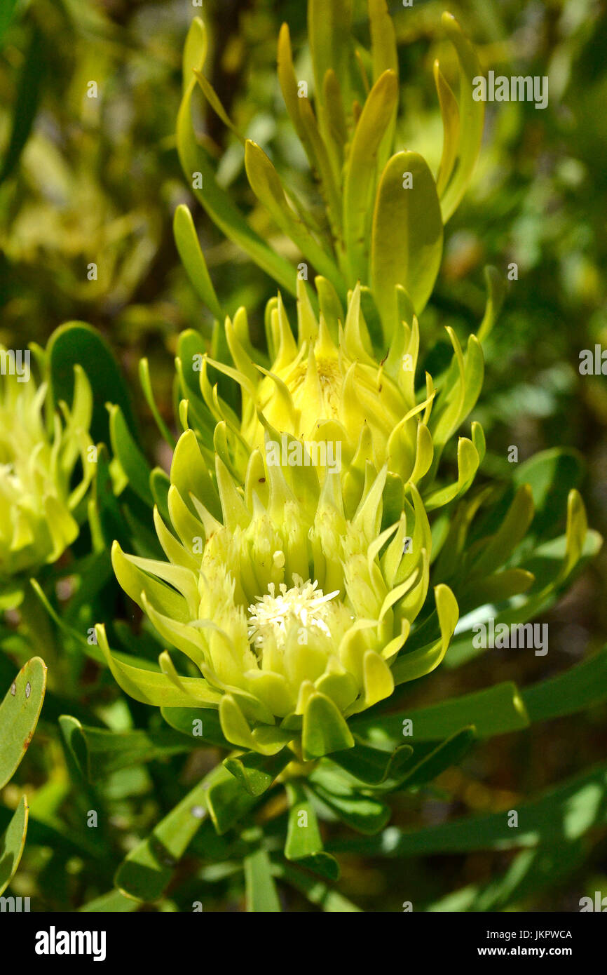 Inflorescence of featherbush (Aulux umbellata) in Flower Valley Stock Photo