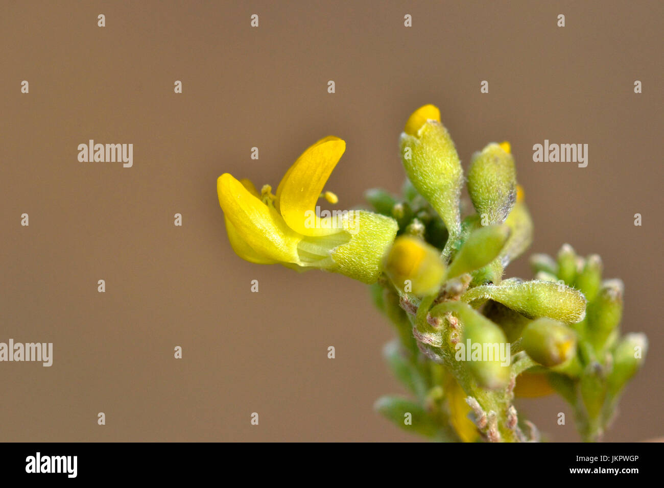 Tiny yellow legume flower in the Drakensberg mountains Stock Photo