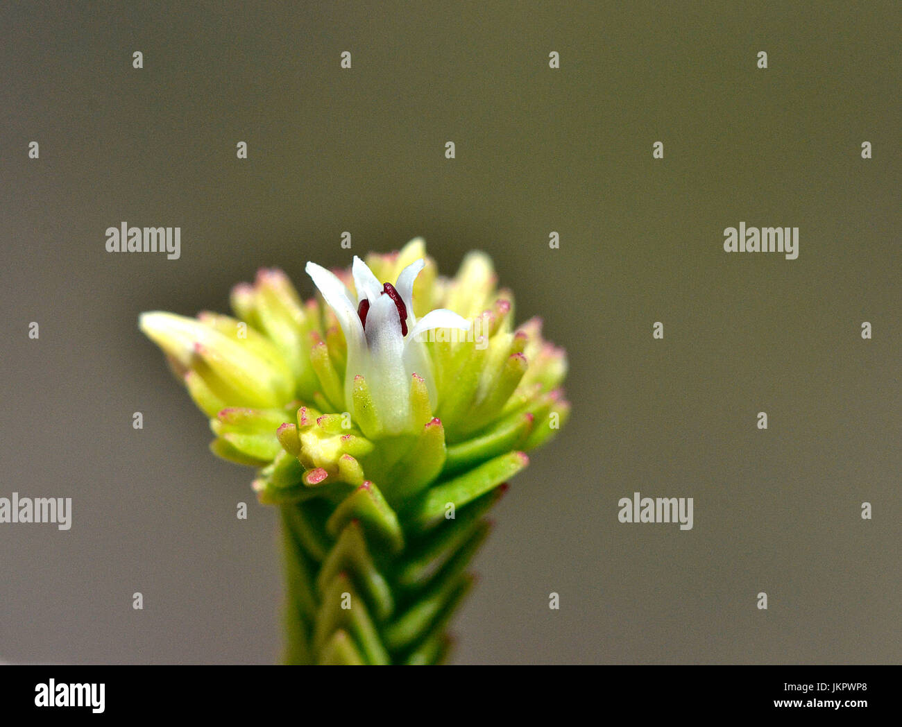 Delicate inflorescence of Crassula ericoides Stock Photo