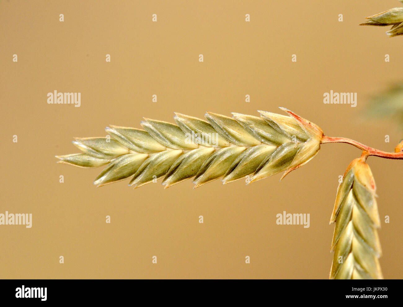 Love grass up close in the grasslands of central South Africa Stock Photo