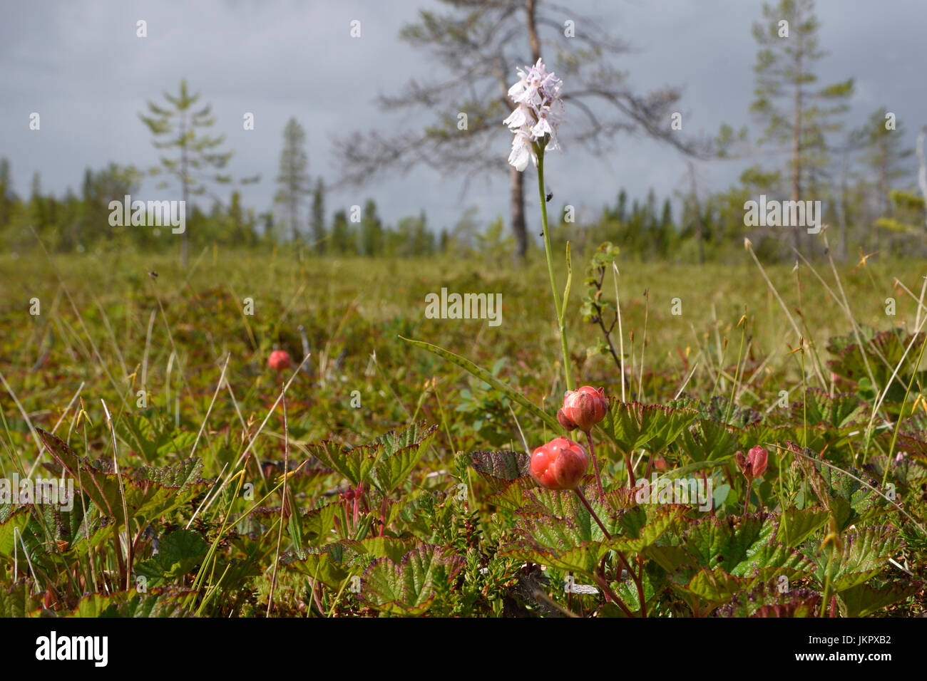 Closeup of a cloud berry on a morass with a Heath Spotted-orchid (Dactylorhiza maculata) in background, picture from the North of Sweden. Stock Photo