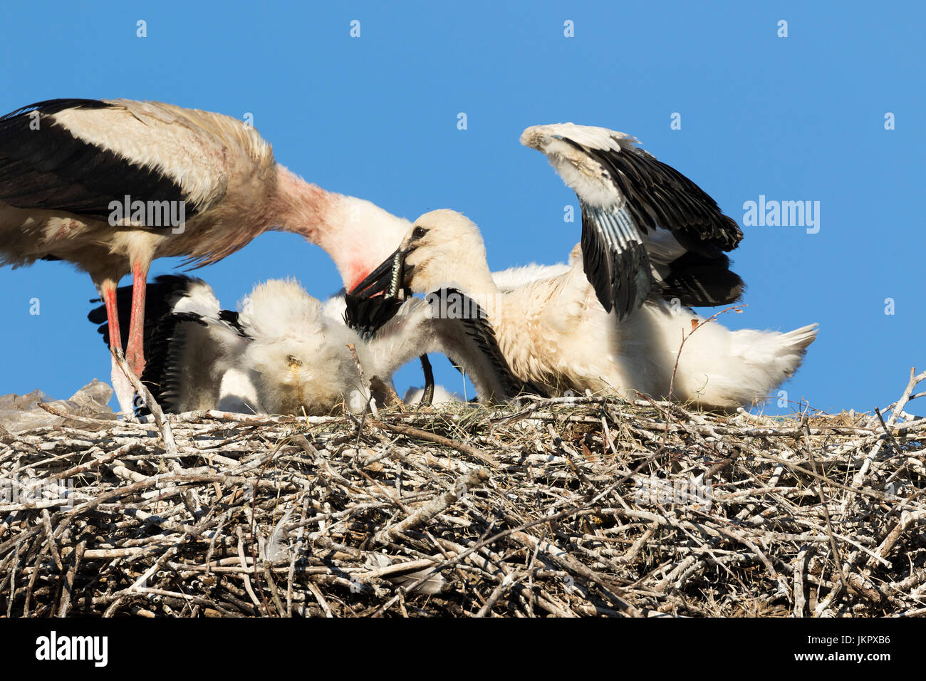 White stork feeding the offspring in the nest, Čigoć village in Lonjsko polje, Croatia Stock Photo