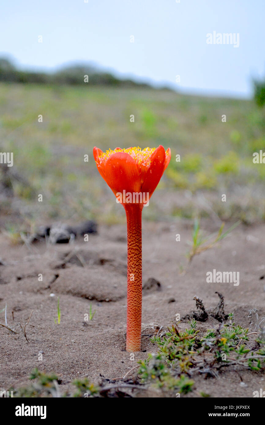 Paintbrush lily near Koensrust South Africa Stock Photo