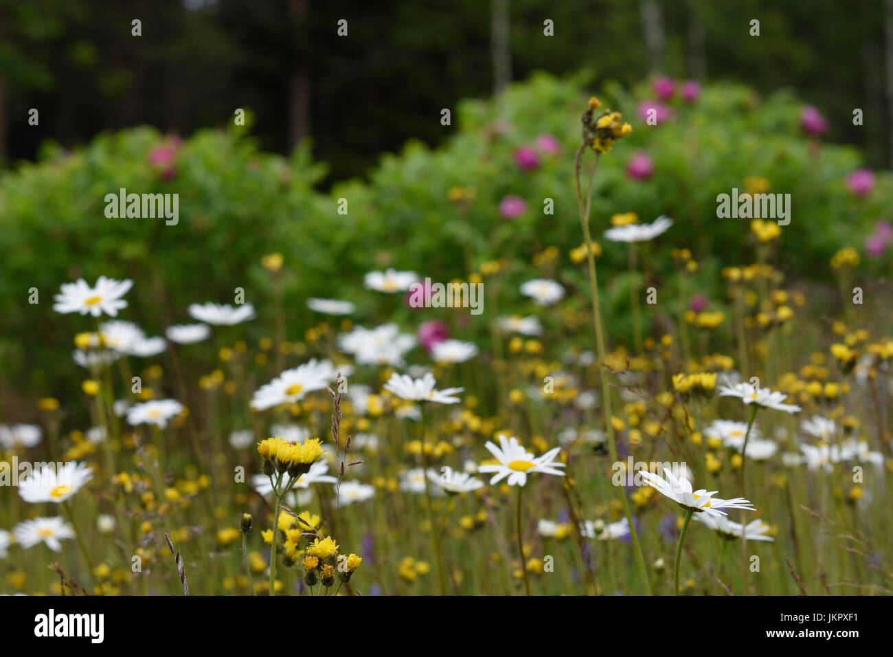 Ox-eye daisy (leucanthemum vulgare) and rough hawkbit (leontodon hispidus) on a meadow with rosebush in background, picture from the North of Sweden. Stock Photo