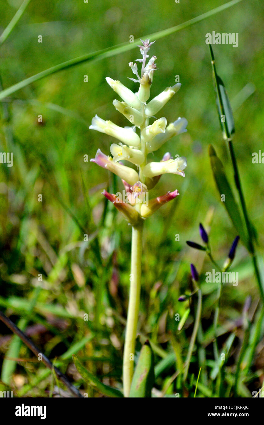 Lachenalia capensis flowering in Tokai Stock Photo