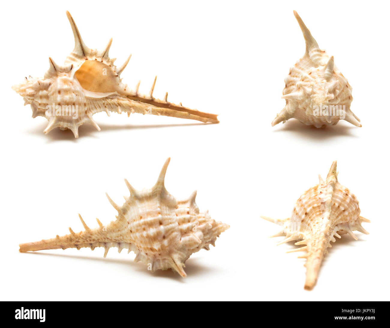 Set of seashell in four different views isolated on white close up Stock Photo