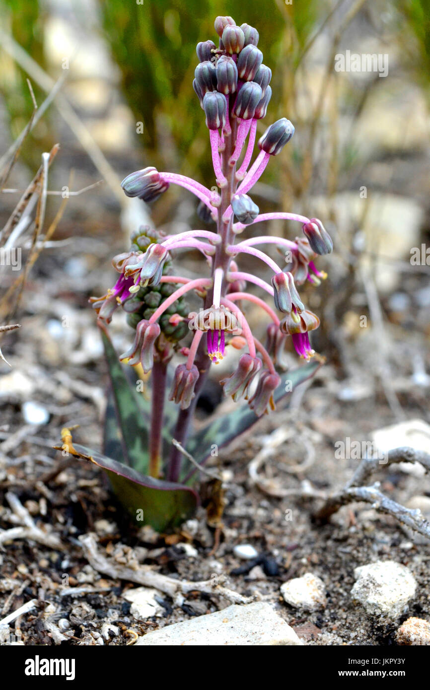 Ledebouria with purple stamens near Vermaaklikheid Stock Photo