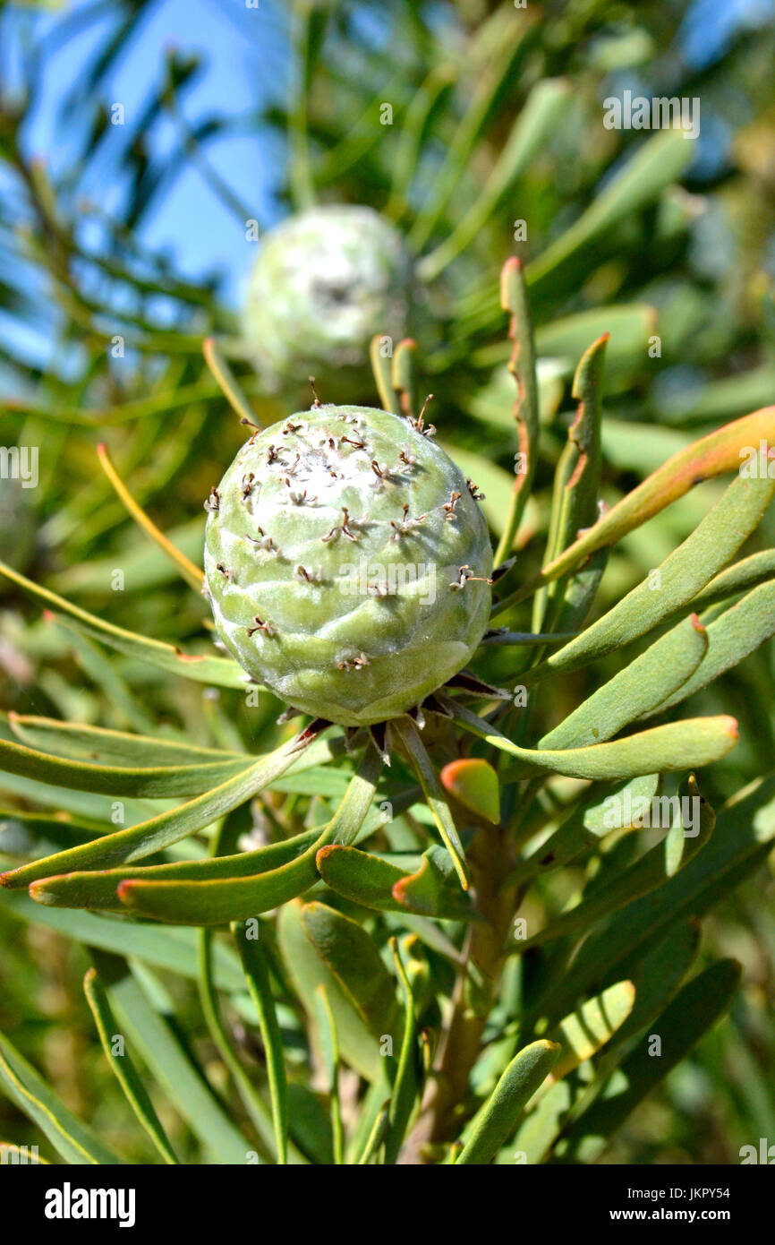 Leucadendron galpinii in Flower Valley Stock Photo Alamy