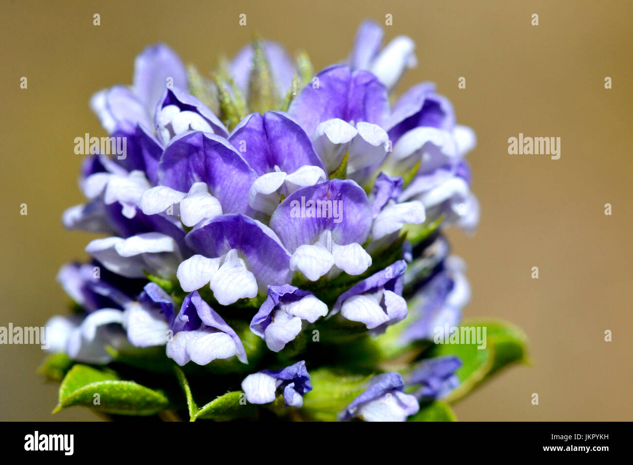 Blue Otholobium flowering outside Stanford South Africa Stock Photo