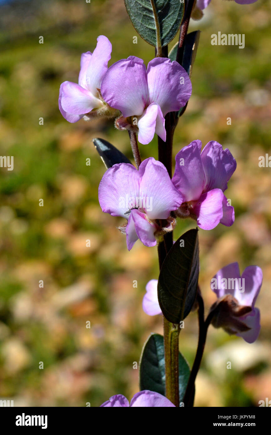 Vibrant blossom pea flowering after fire near Stellenbosch Stock Photo