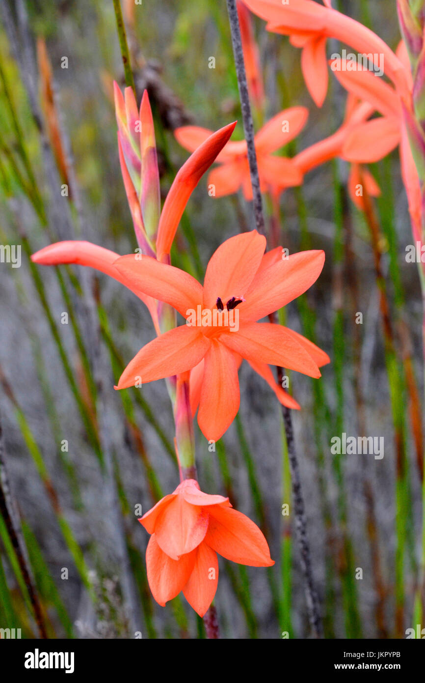 Red Watsonia growing on limestone soils near Koensrust Stock Photo Alamy