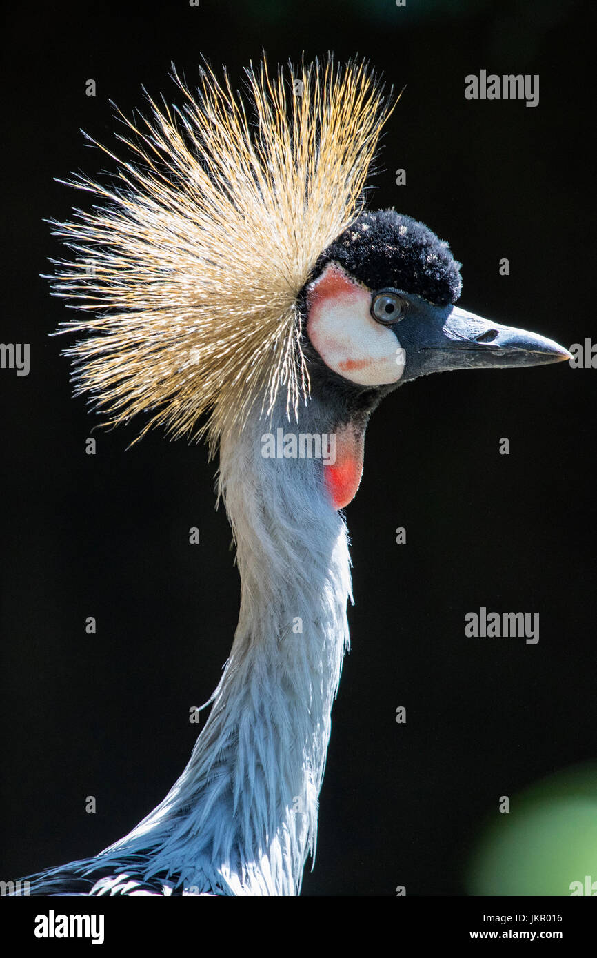 National bird of uganda hires stock photography and images Alamy