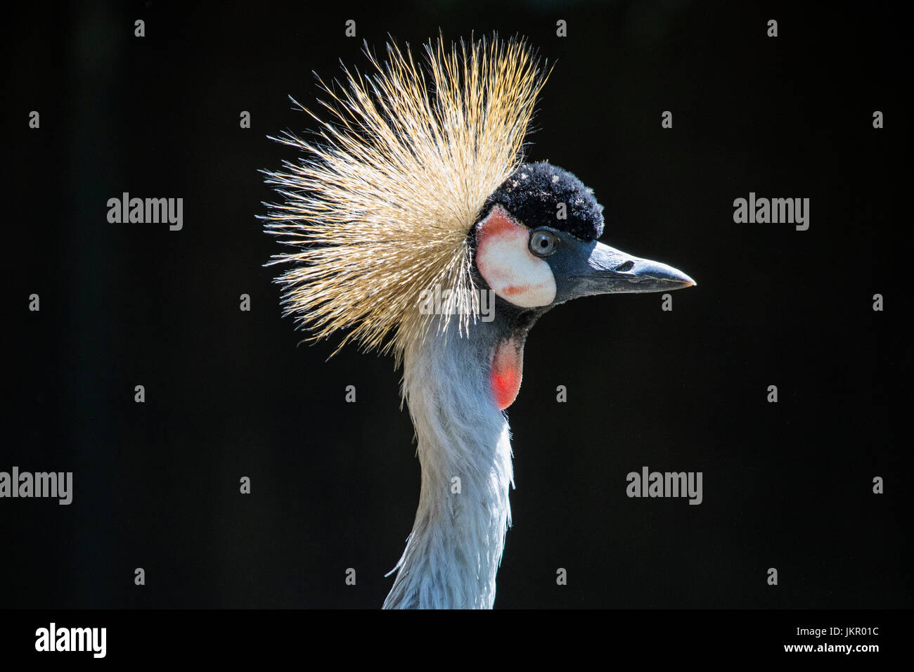 A Grey Crowned Crane. It is the national bird of Uganda Stock Photo Alamy