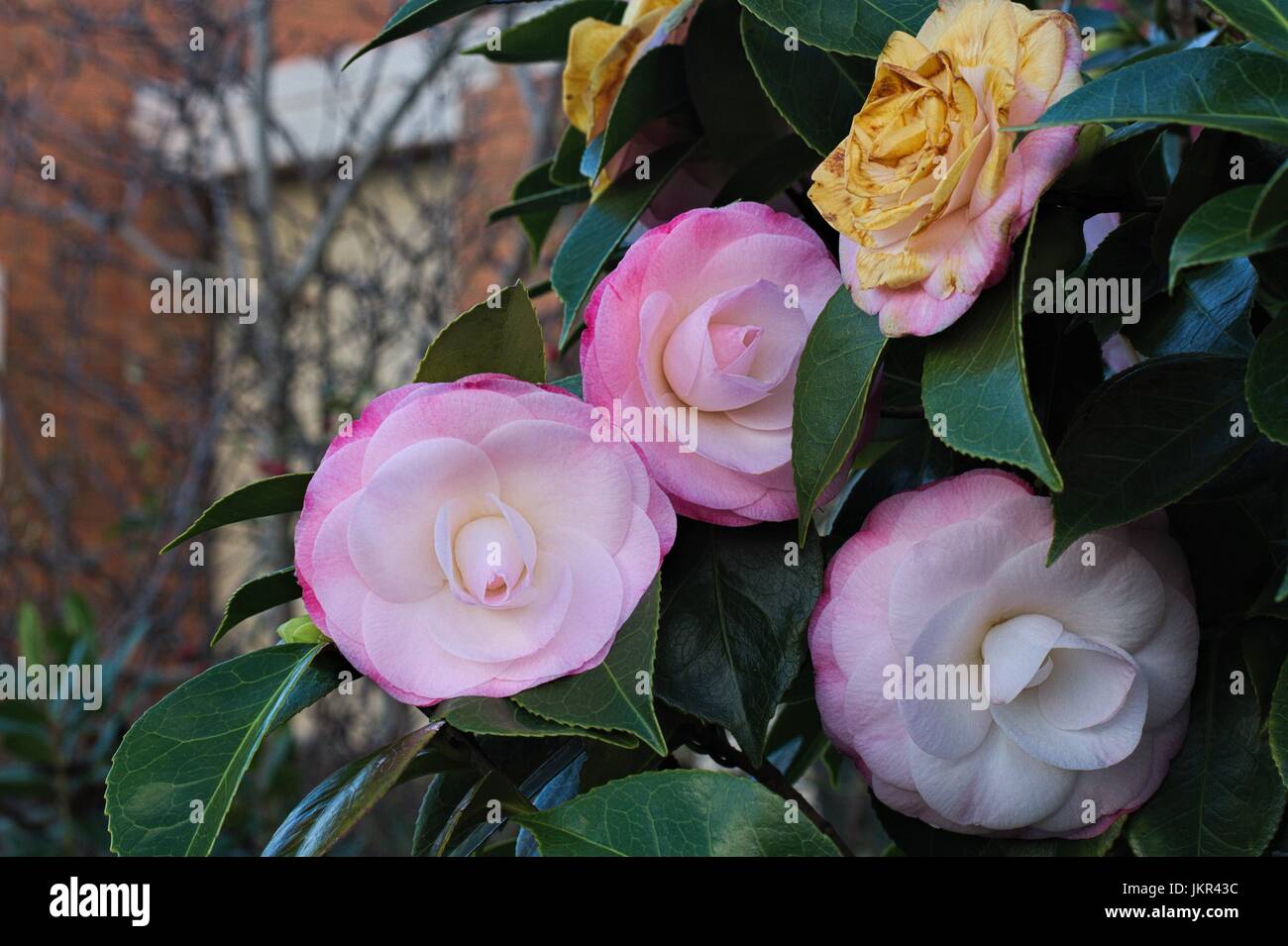Pink tinged camellia flowers on a green leafed tree, brick house in the background. Stock Photo