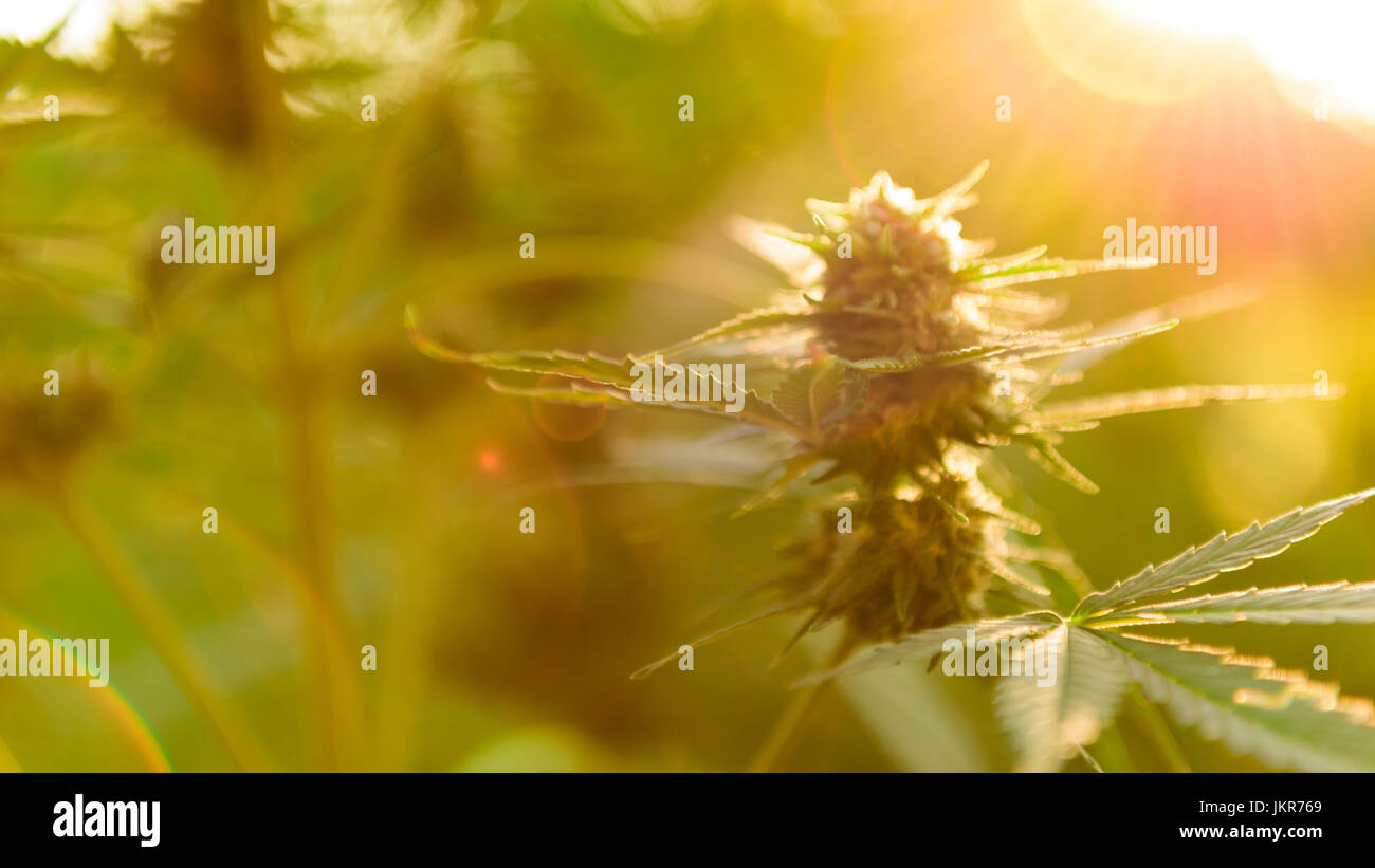 Marijuana plant hi-res stock photography and images - Alamy