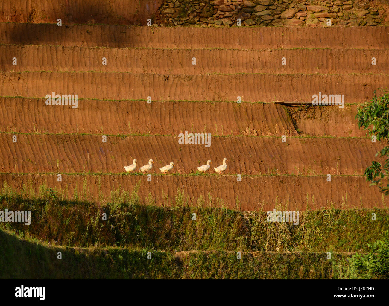 White ducks on rice field in Mu Cang Chai, Northern Vietnam. Mu Cang