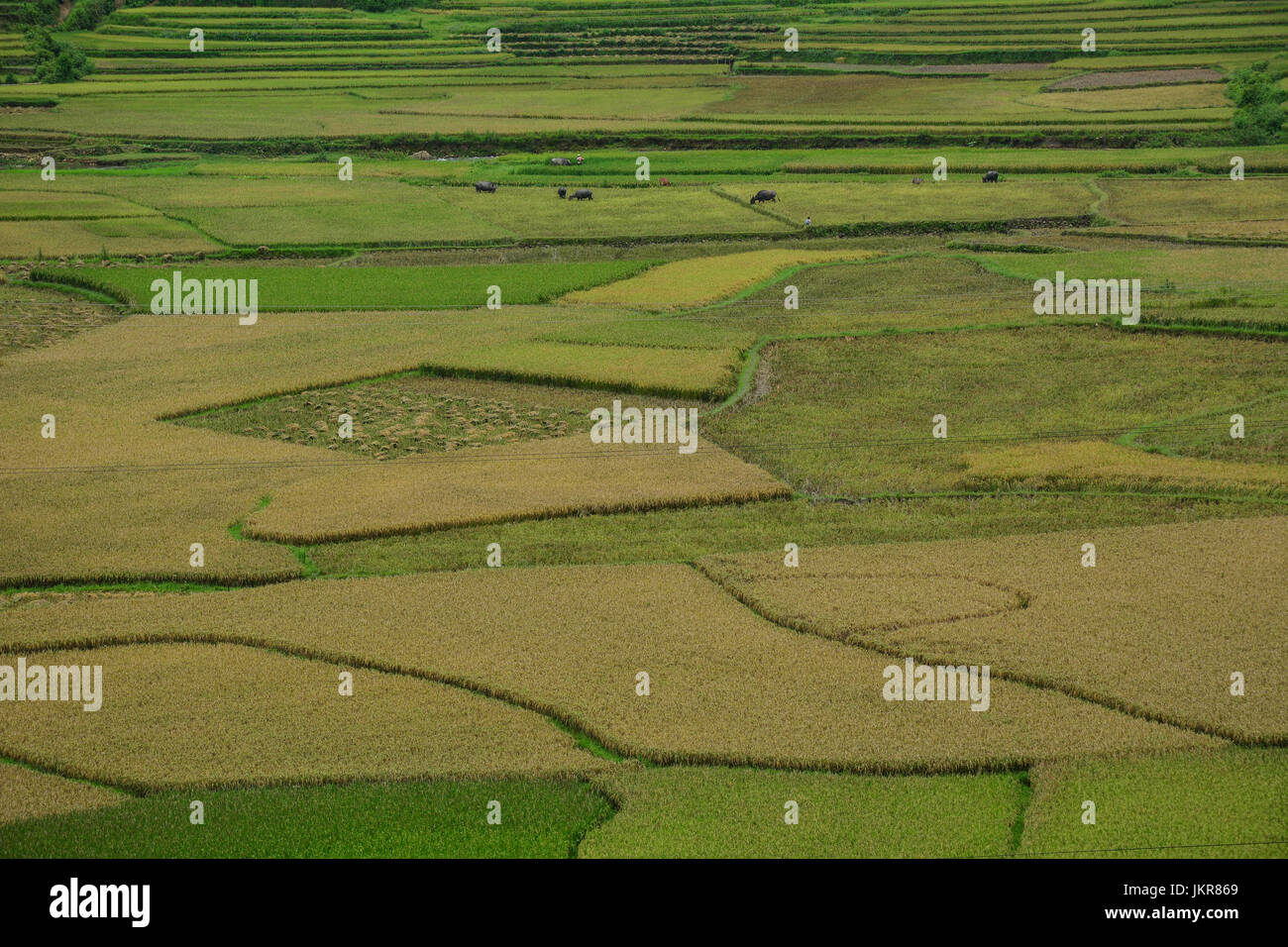 Rice field in Hanoi, Northern Vietnam. Rice production in Vietnam in ...
