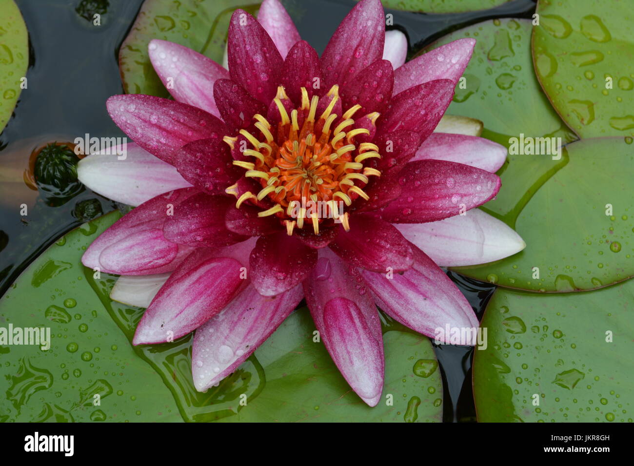 Close up of single pink lily surrounded by glossy green lily pads covered with beads of water rain in garden pond Stock Photo