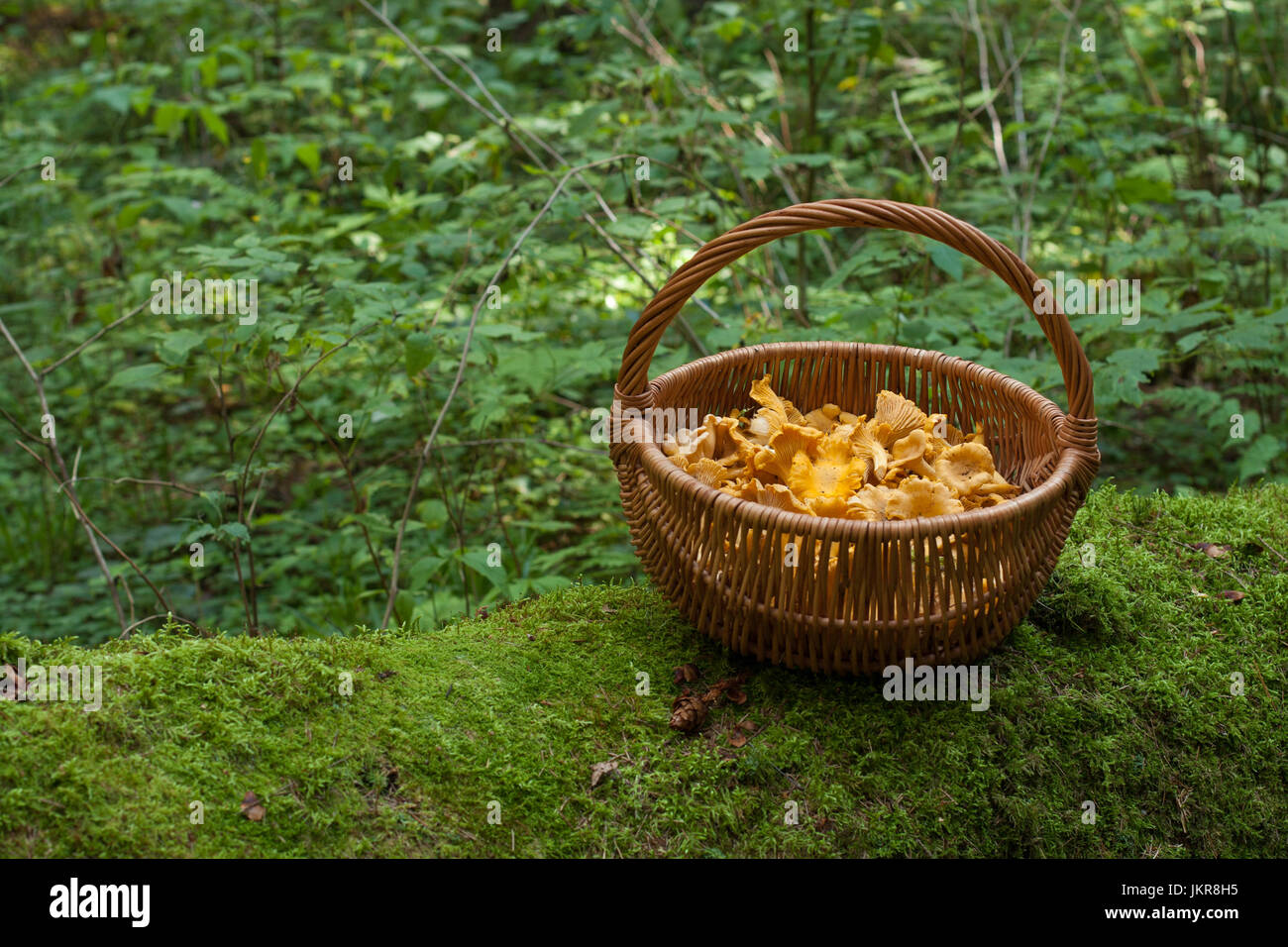 Fresh Edible Mushrooms Chanterelle In Wicker Basket On Old Log With Moss In Forest, Copyspace. Stock Photo
