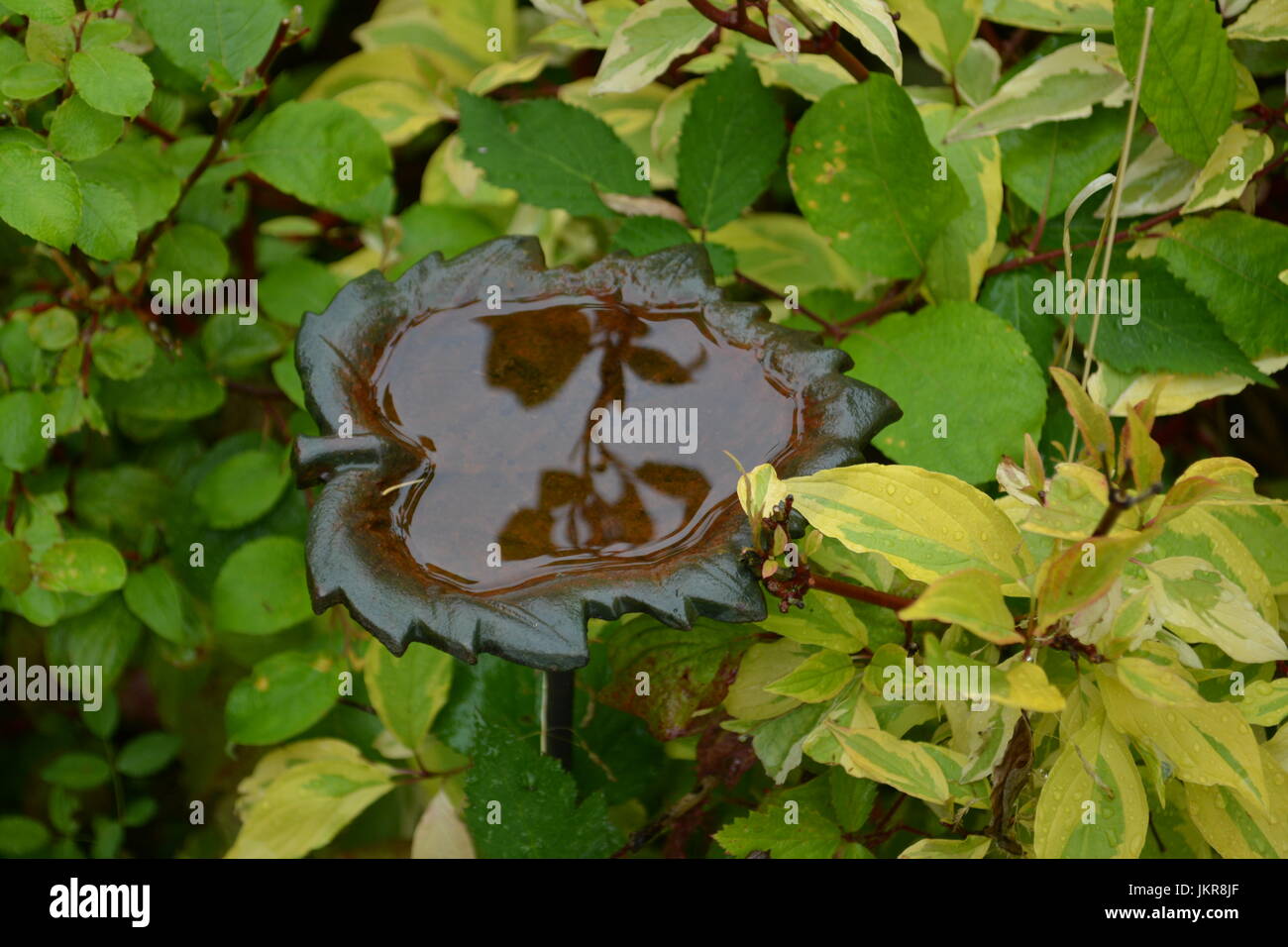 Close up of small decorative leaf shaped ornamental metal verdigris water filled bird bath attached to a metal stake surrounded by evergreen shrubs Stock Photo
