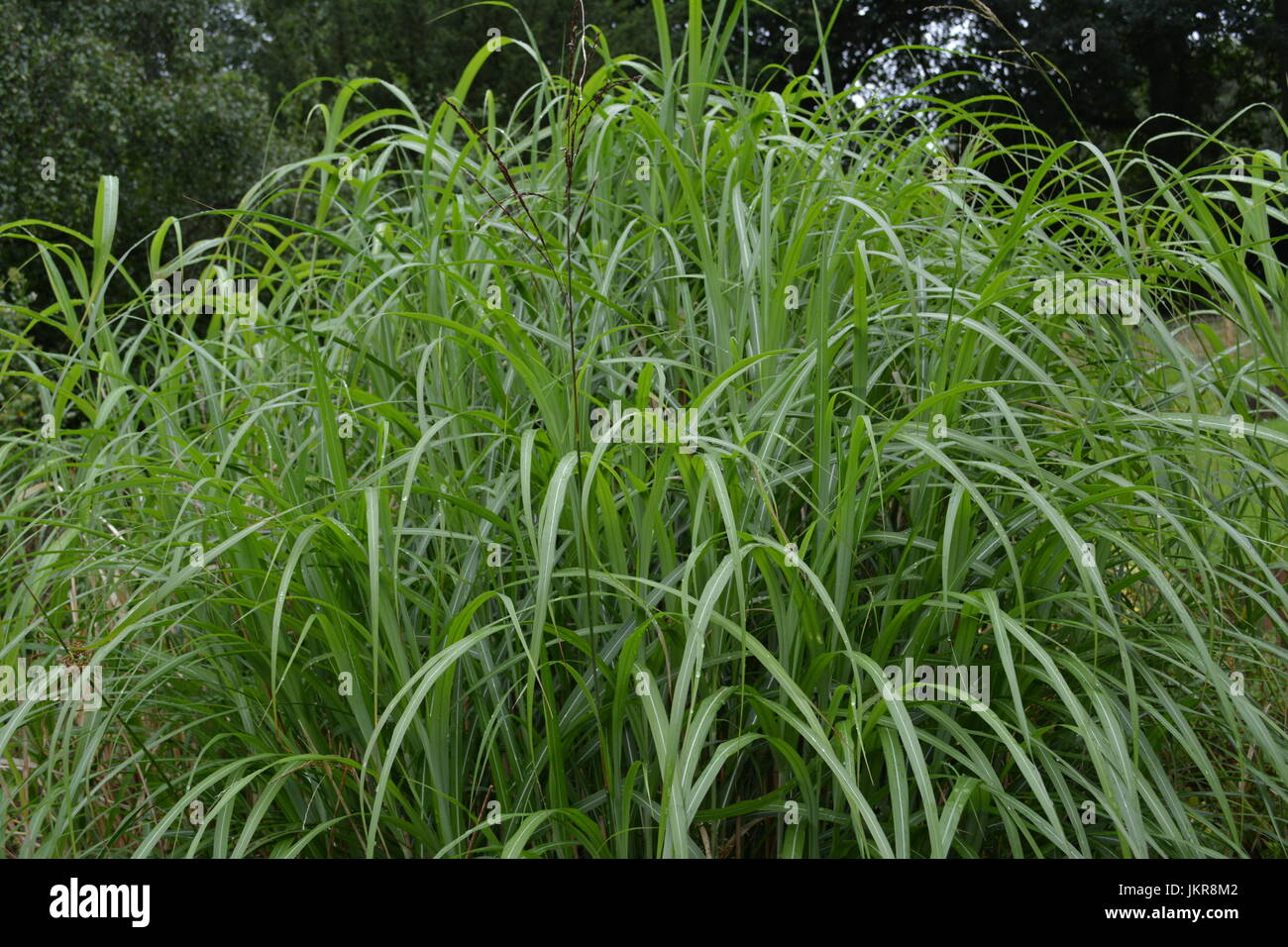 Tall decorative miscanthus sinensis graziella ornamental grass in garden setting re close up gardening border Stock Photo